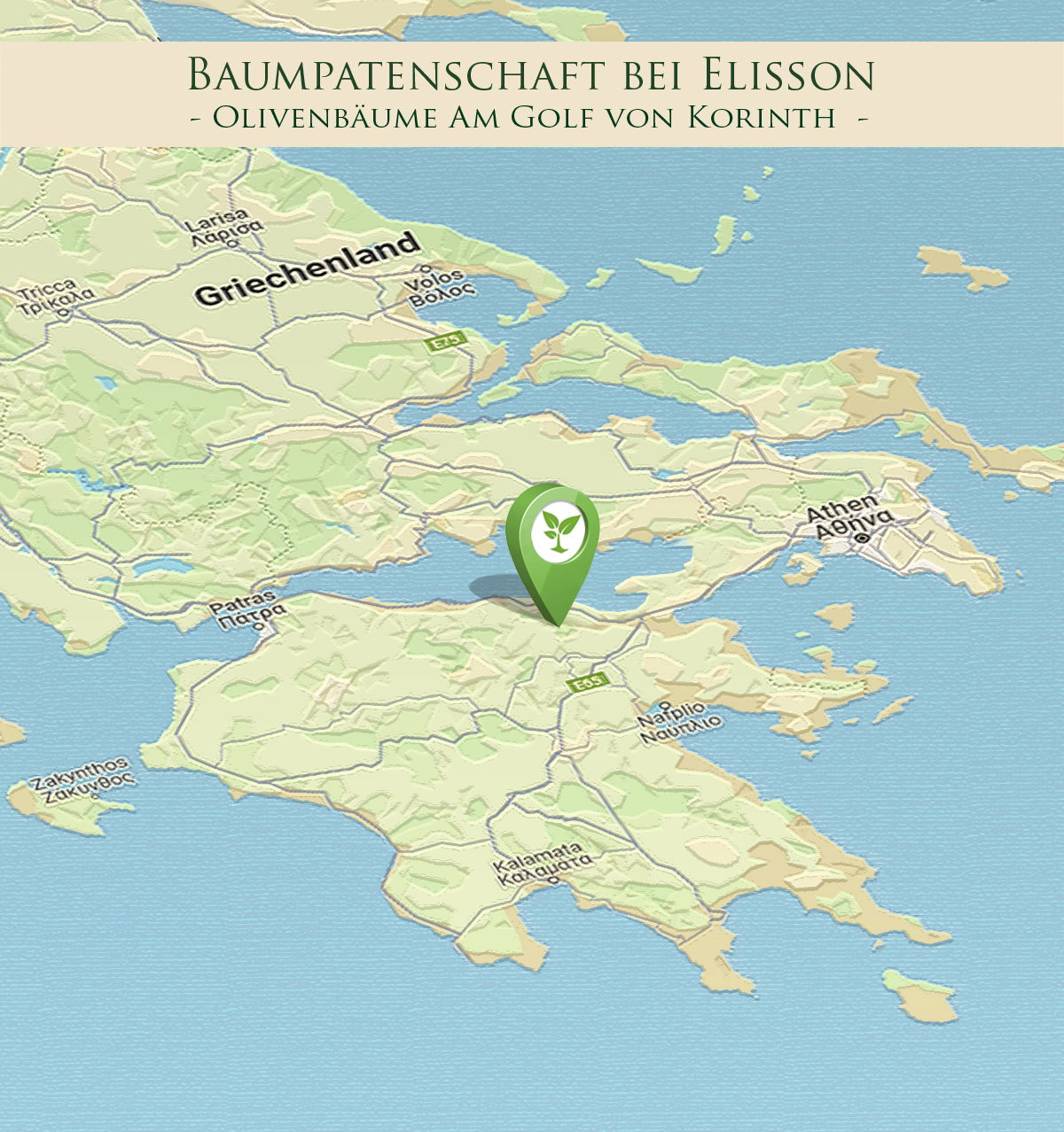 Olivenbaum Patenschaft Griechenland