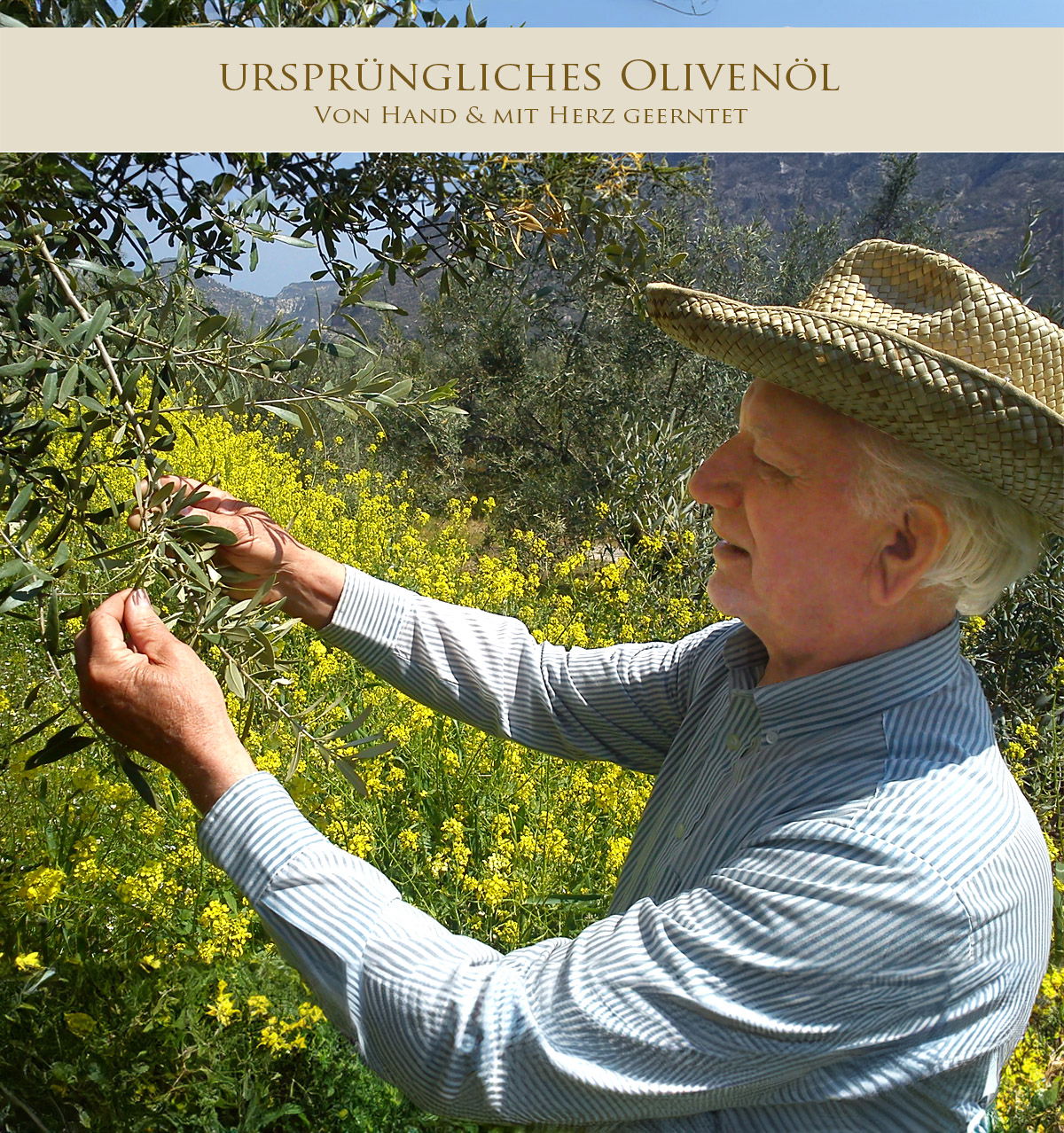 Olivenbaum Patenschaft Griechenland