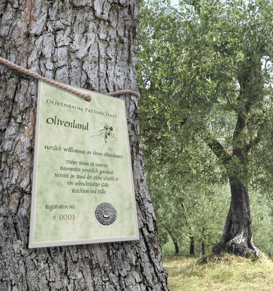Olivenbaum Patenschaft Griechenland