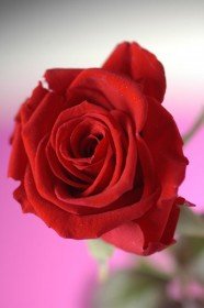 Ewige Rose mit persönlicher Beschriftung
